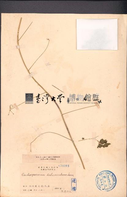 倒地鈴藏品圖，第1張