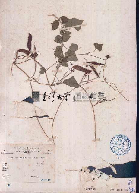 毛野扁豆藏品圖，第1張