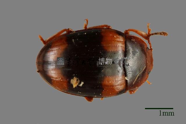 花甲藏品圖，第1張