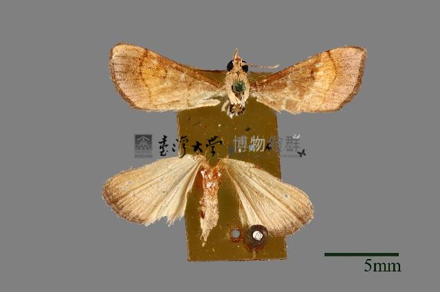 螟蛾藏品圖，第1張