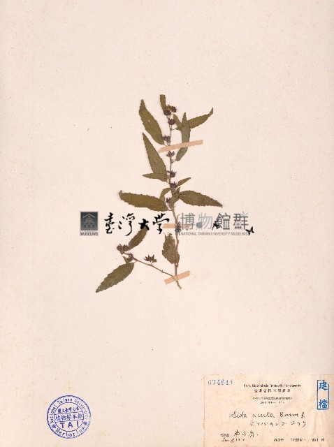 細葉金午時花藏品圖，第1張