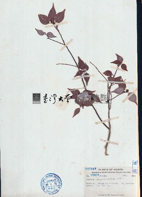 烏藥藏品圖，第1張