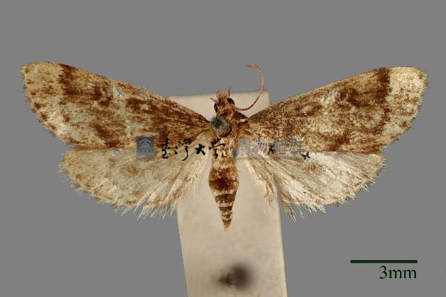 螟蛾藏品圖，第1張