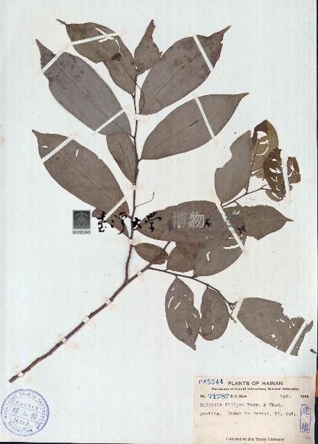 野獨活藏品圖，第1張