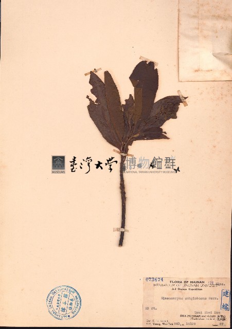 圓果杜英藏品圖，第1張