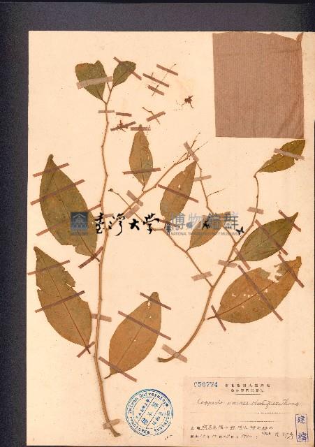 雷公橘藏品圖，第1張