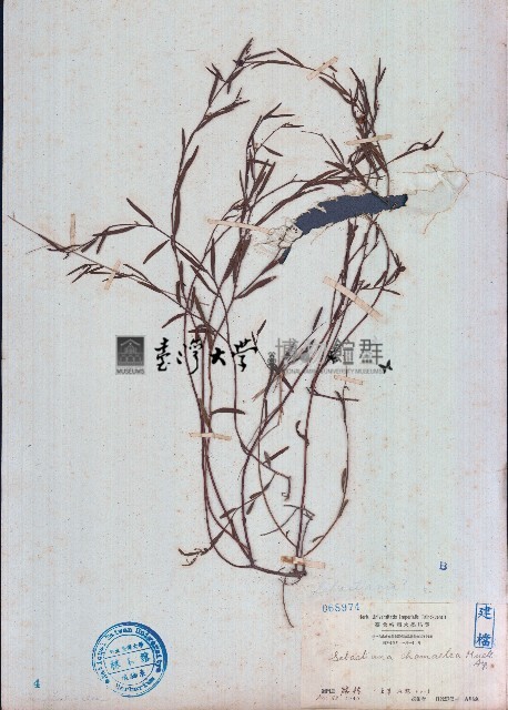 地楊桃藏品圖，第1張