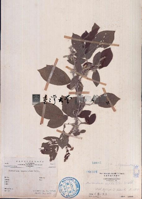 假木豆藏品圖，第1張