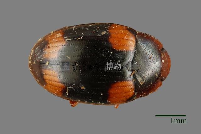 花甲藏品圖，第1張