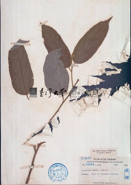 海南破布葉藏品圖，第1張