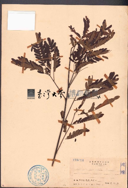 酸豆、羅望子藏品圖，第1張