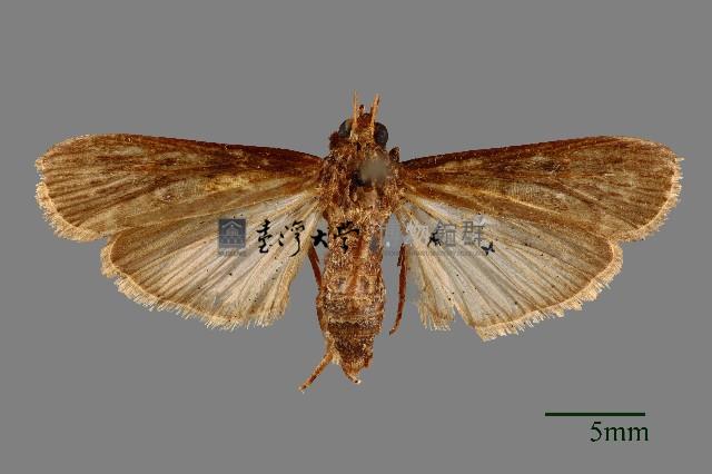螟蛾藏品圖，第1張