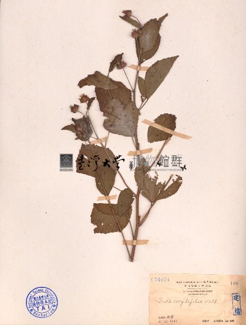 榛葉金午時花藏品圖，第1張