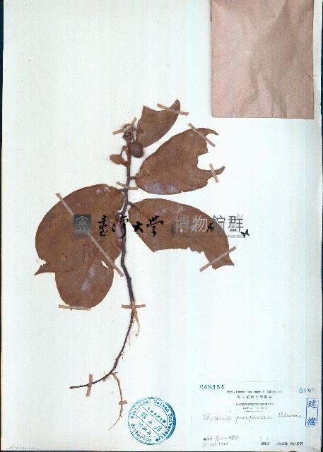 大花紫玉盤、川血烏藏品圖，第1張