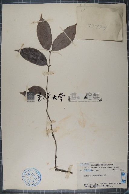 五層龍藏品圖，第1張