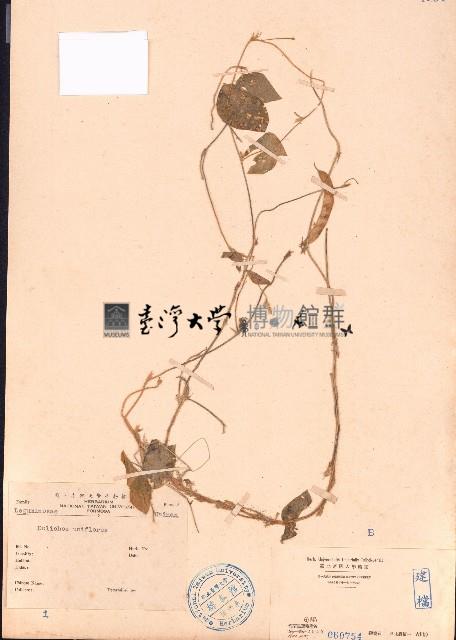 長硬皮豆藏品圖，第1張