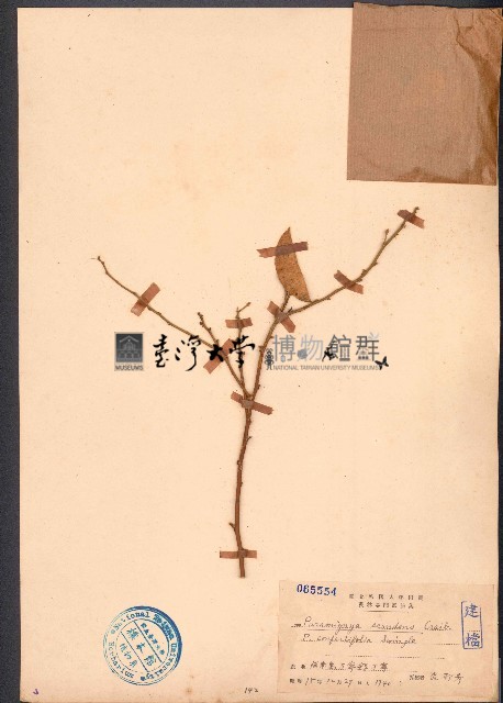單葉藤橘、狗屎橘藏品圖，第1張