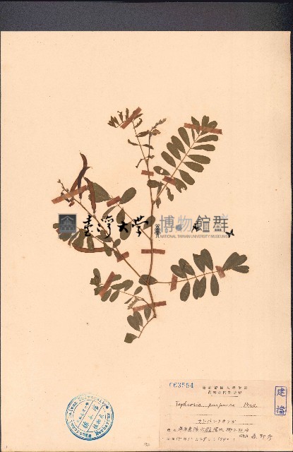 灰毛豆藏品圖，第1張