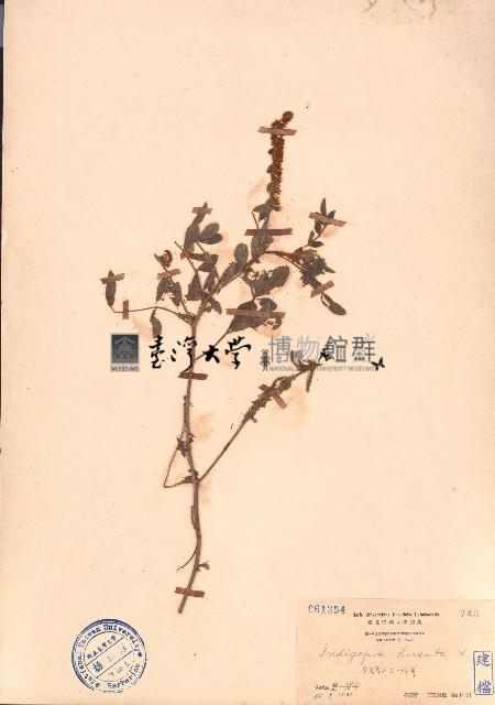 毛木藍藏品圖，第1張