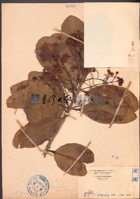 瓊崖海棠藏品圖，第1張