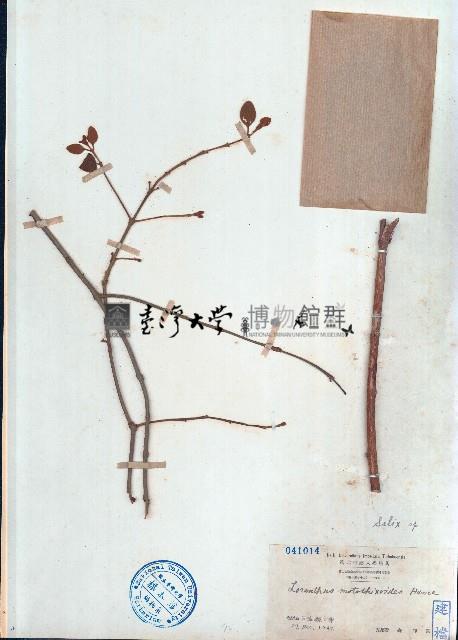 小葉梨果寄生、藍木桑寄生藏品圖，第1張