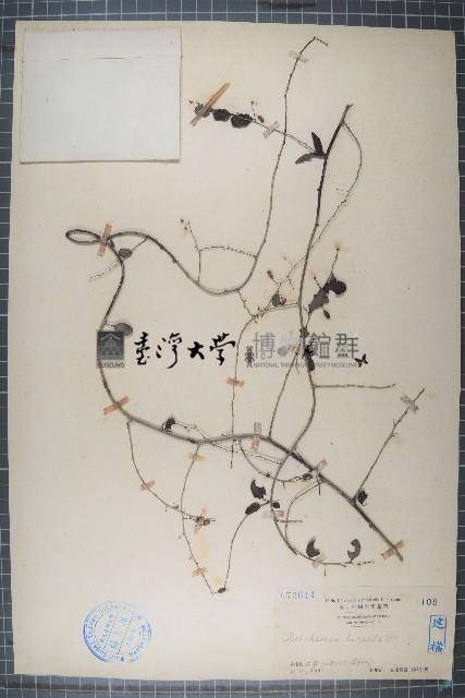 小葉黃鱔藤藏品圖，第1張