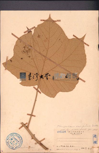 槭葉翅子木藏品圖，第1張