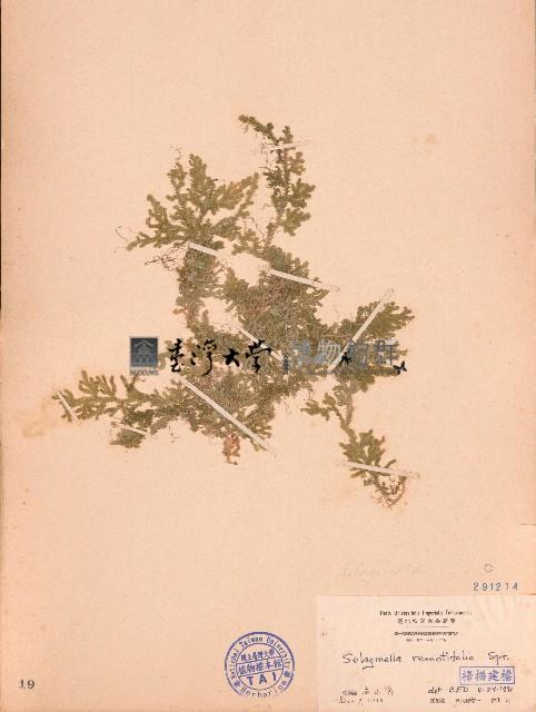 疏葉卷柏藏品圖，第1張