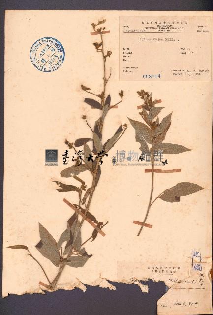 木豆藏品圖，第1張