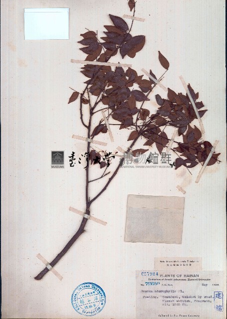 小葉紅葉藤藏品圖，第1張