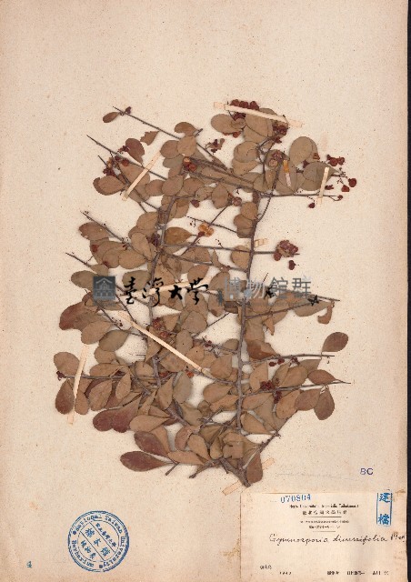 刺裸實、北仲藏品圖，第1張