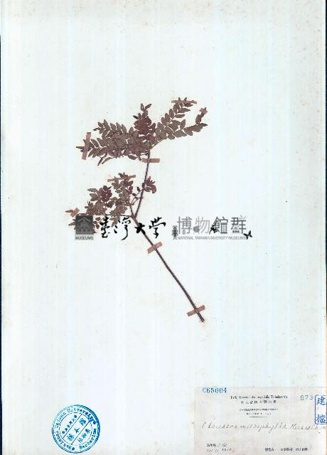 小葉九里香藏品圖，第1張