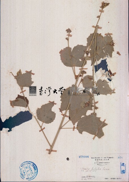 野棉花藏品圖，第1張