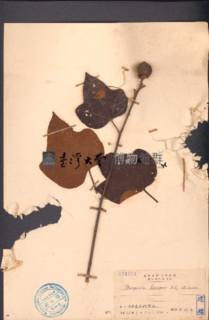 白腳桐棉藏品圖，第1張