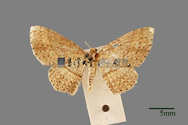 尺蛾藏品圖，第1張