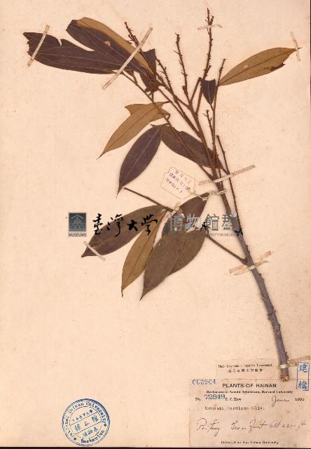 肥莢紅豆藏品圖，第1張