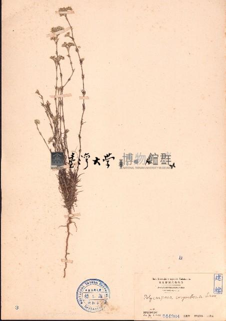 白鼓釘藏品圖，第1張