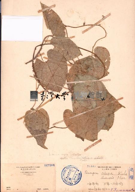 中華青牛膽、寬筋藤藏品圖，第1張