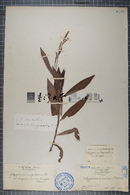 長鬃蓼、馬蓼藏品圖，第1張