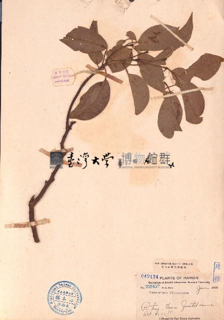 八角樟藏品圖，第1張