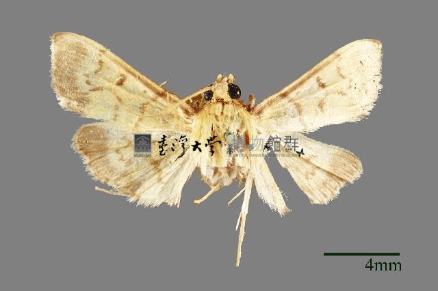 螟蛾藏品圖，第1張