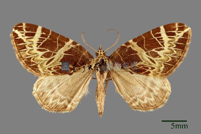 黑斑褥尺蛾藏品圖，第1張