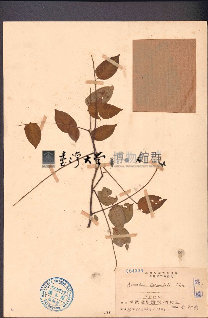 楊桃藏品圖，第1張