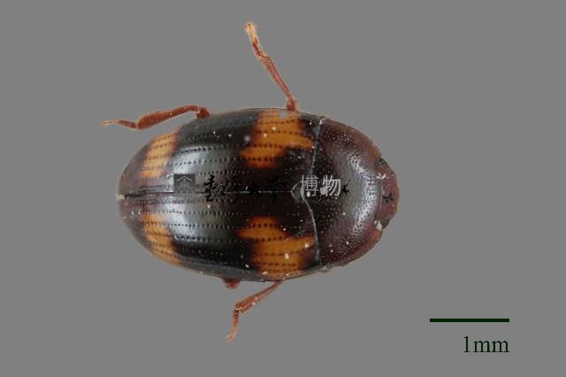 大蕈蟲藏品圖，第1張