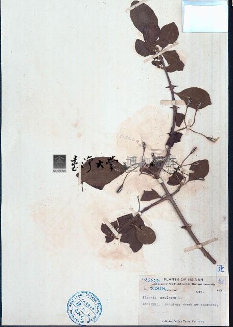 腺果藤藏品圖，第1張