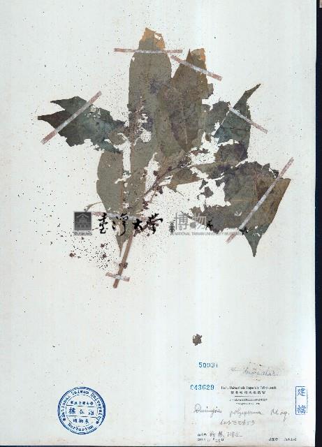 多籽漿果莧藏品圖，第1張