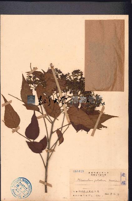 大管、白木藏品圖，第1張