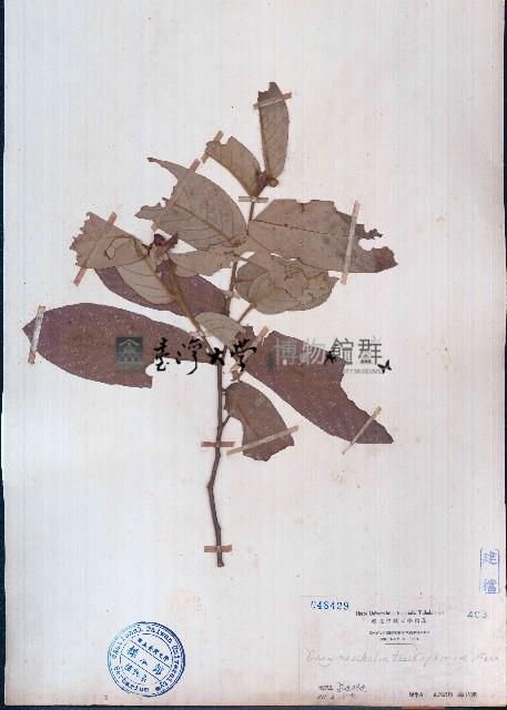 皂帽花藏品圖，第1張