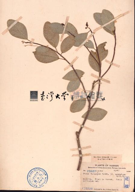 白肉榕、突脈榕藏品圖，第1張