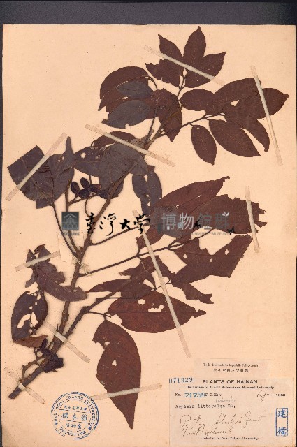 濱木患藏品圖，第1張